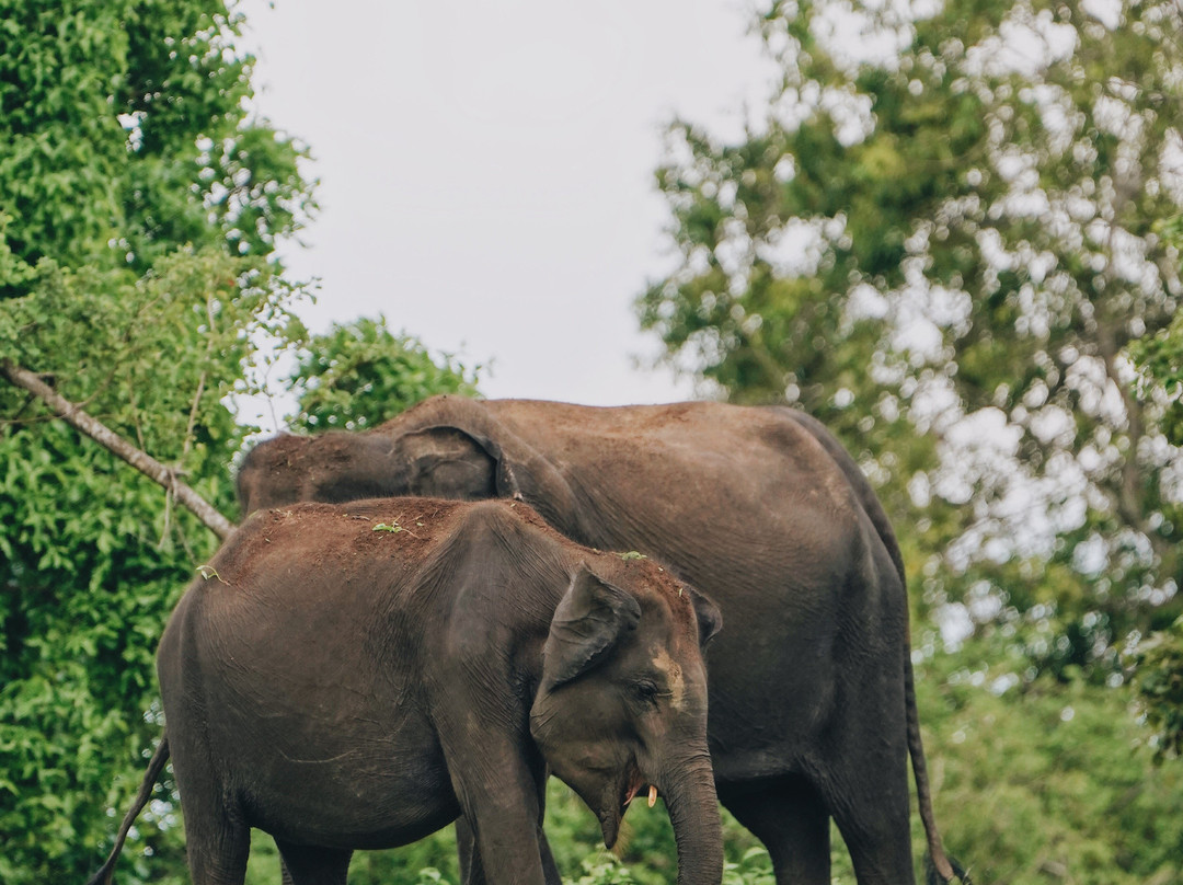 Udawalawe Safari Jeep With Guides-乌达瓦拉维国家公园必去景点