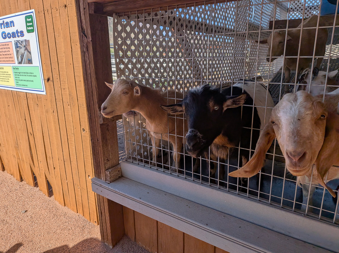 Rooster Cogburn Ostrich Ranch-Picacho必去景点