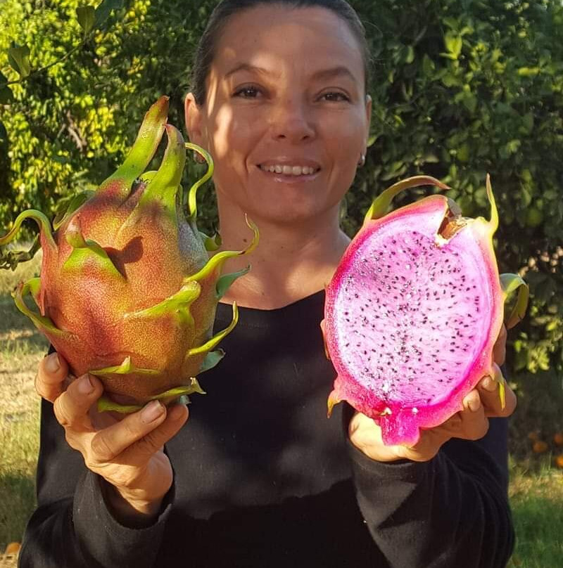 Dragon Fruit Farm Rancho Pitahaya-Guaymas必去景点