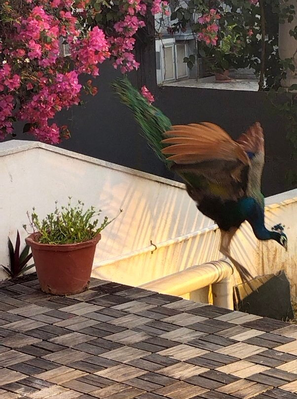 Getaway Beach Resort Kovalam