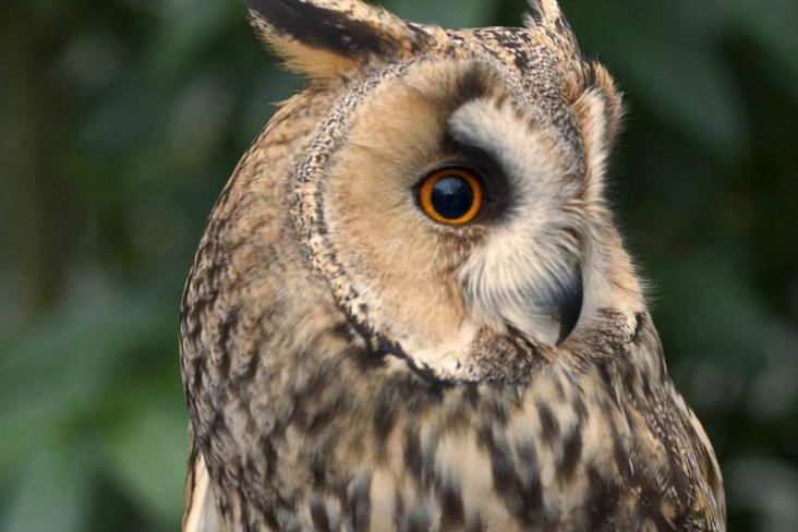The Owls Trust景点图片
