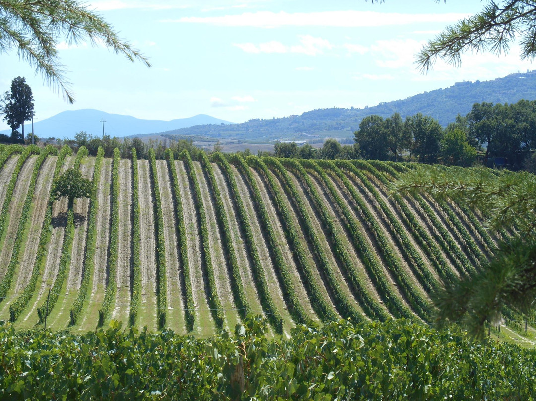 Caparzo Winery景点图片