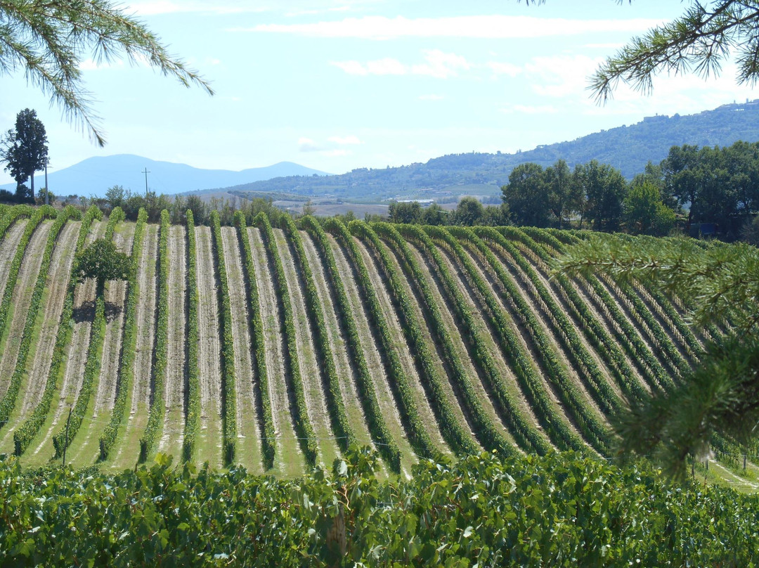 Caparzo Winery