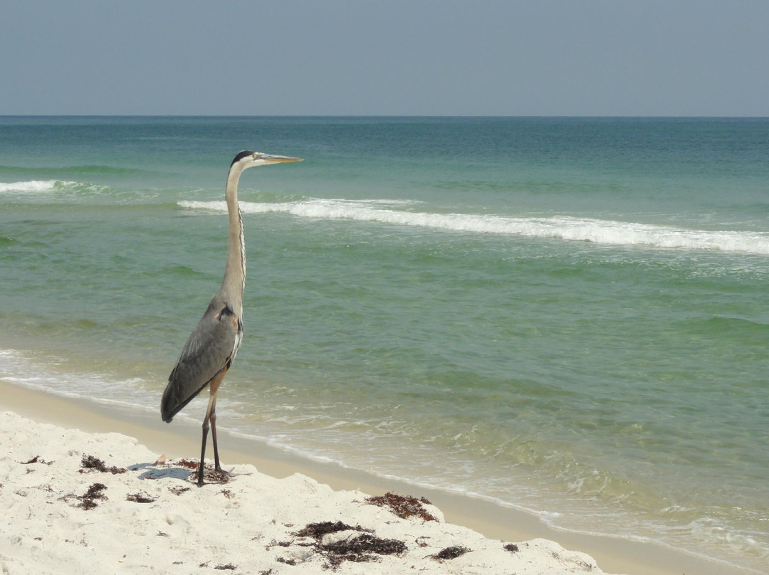 Alabama Coastal Birding Trail