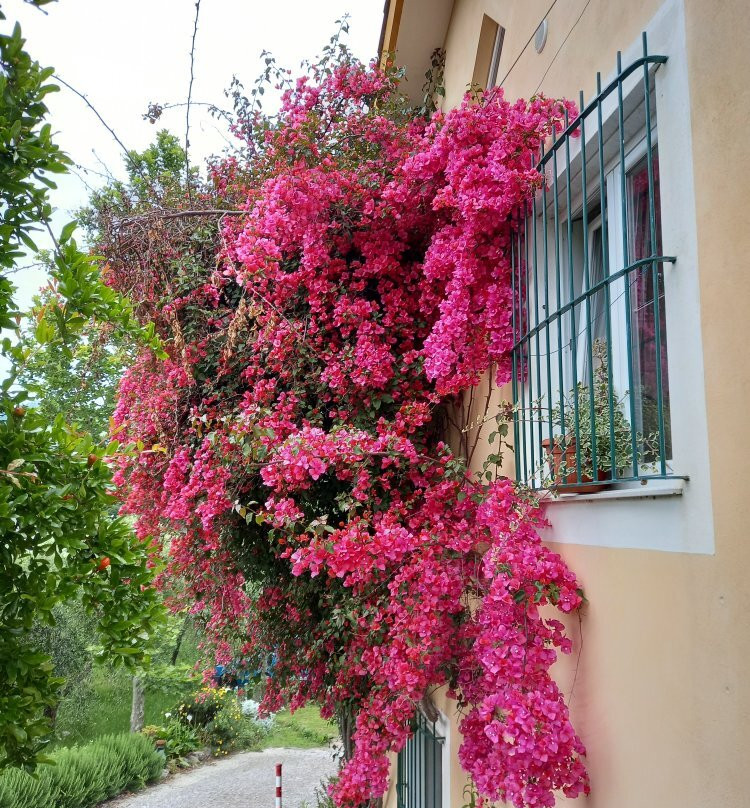 B&B La Casa dei Gelsi主图