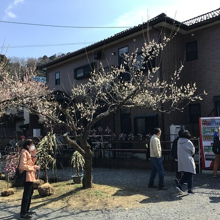 Ogose Ume Matsuri-越生町必去景点