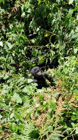 Jungle Memories-Wakiso必去景点