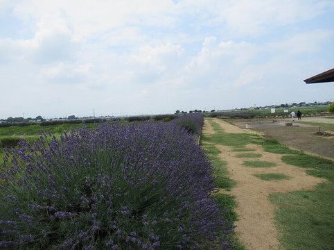 Lavender Tsutsumi-久喜市必去景点