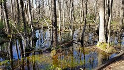 Carolina Beach State Park景点图片