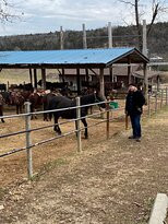 Bear Creek Trail Rides and Stable-Walnut Shade必去景点