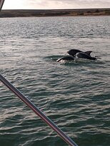 Dolphin Connection-Ingleside必去景点