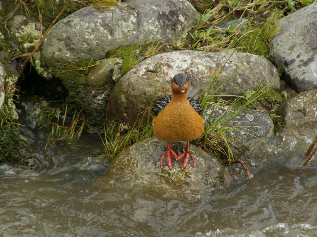 Avistando Aves Andinas - Andean Birdwatching Tours