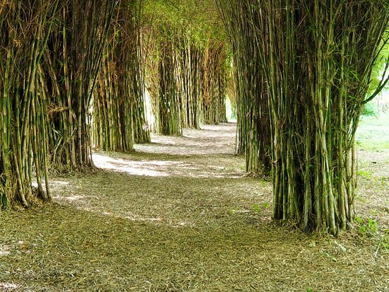 El Paraiso del Bambu y La Guadua-Montenegro必去景点