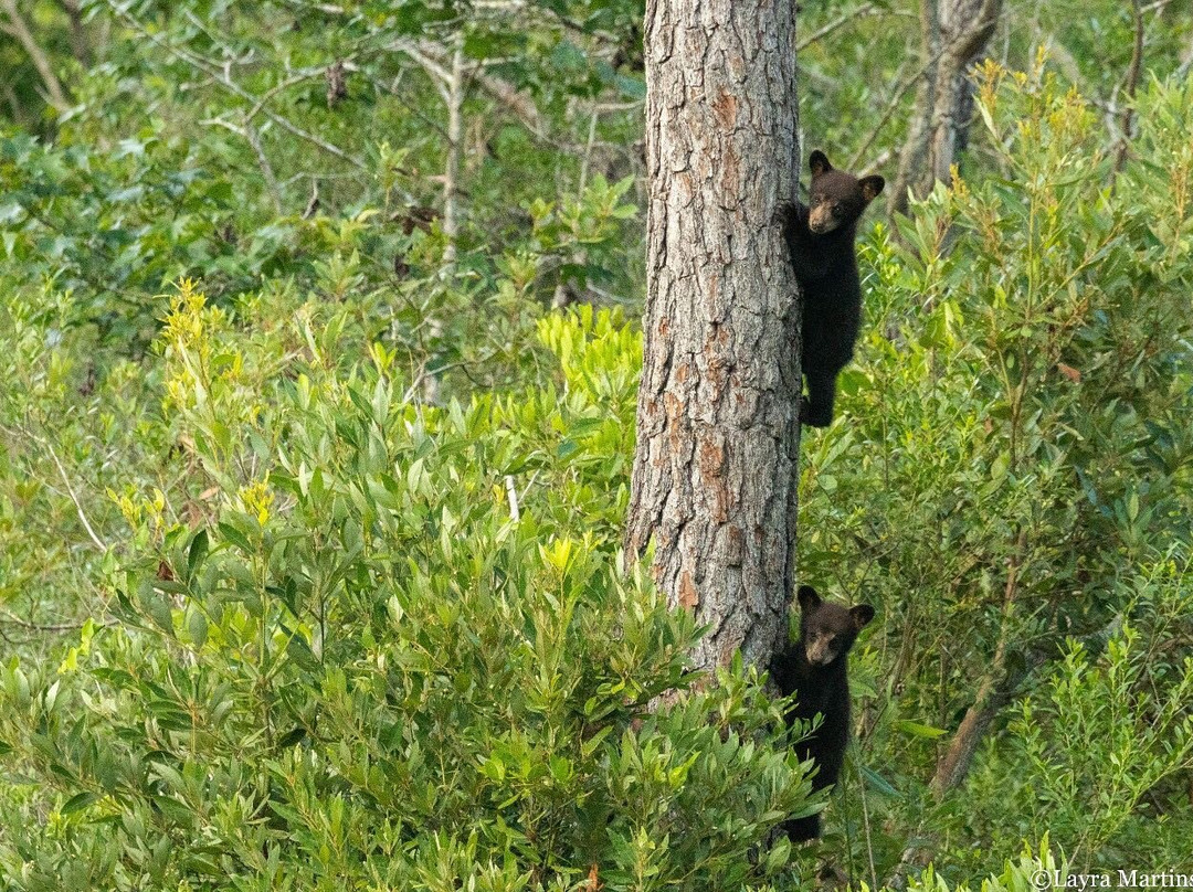 Wildlife Carolina-Swanquarter必去景点