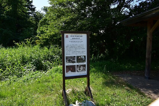 Kamegaoka Stone Age Era Historic Ruins景点图片