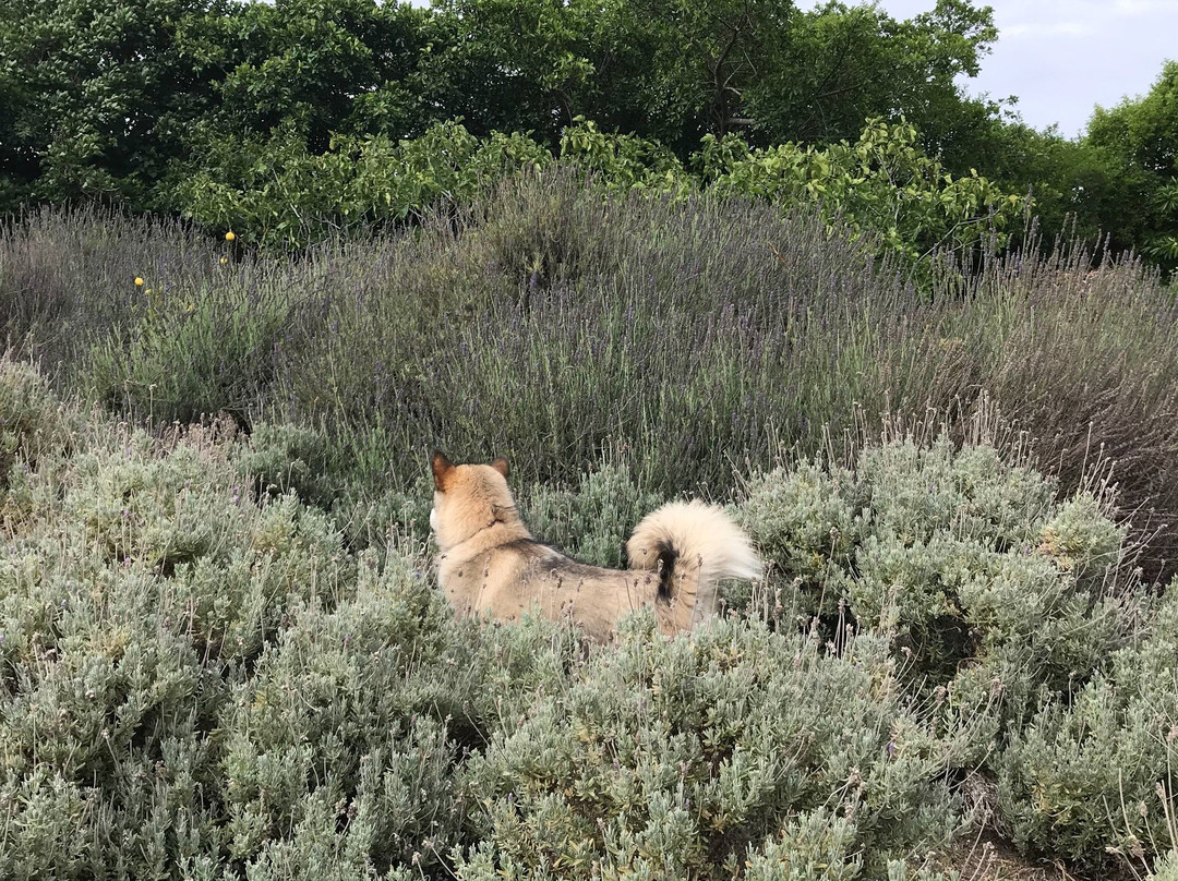 Serpentine Manor主图