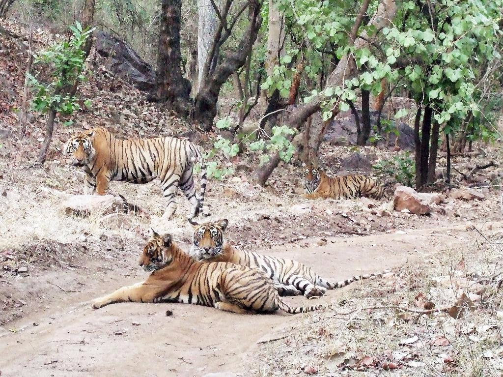Ranthambore Jungle Safari景点图片