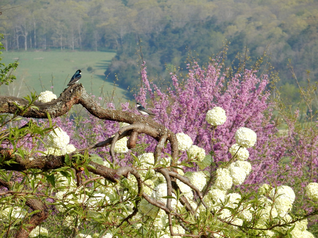 Birdsong Pleasure Garden-卢雷必去景点