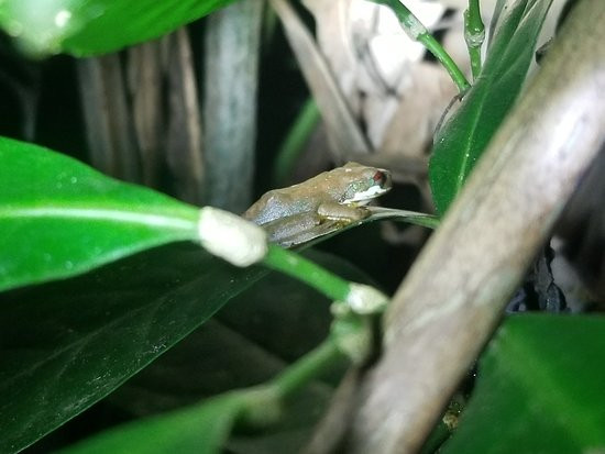 Kinkajou Night Walk Tour景点图片