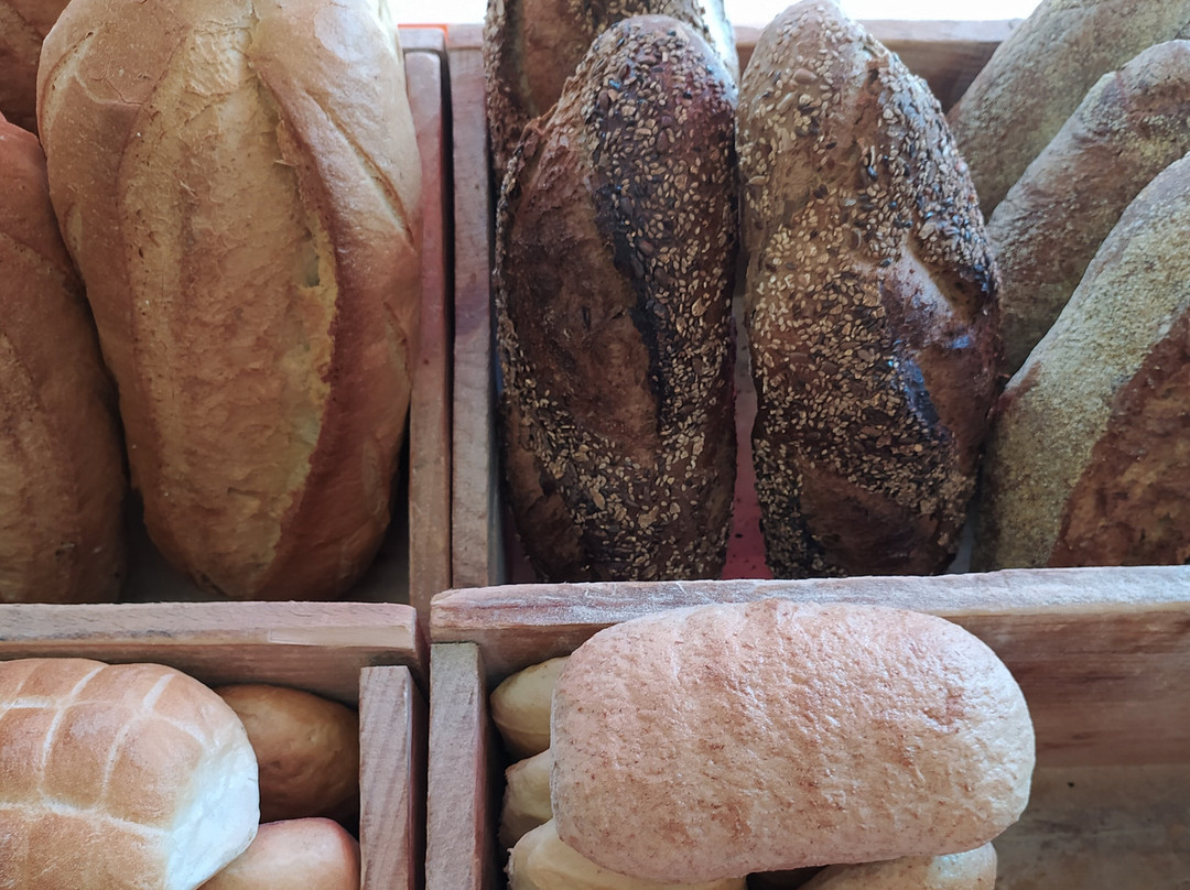 Triticum