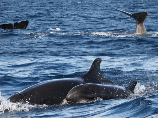 Blue Safari Madeira-沙尔必去景点