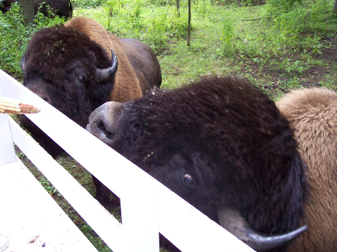 Hawkeye Buffalo & Cattle Ranch景点图片