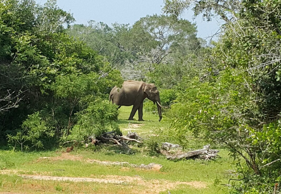 Nehansa Resort And Safari主图