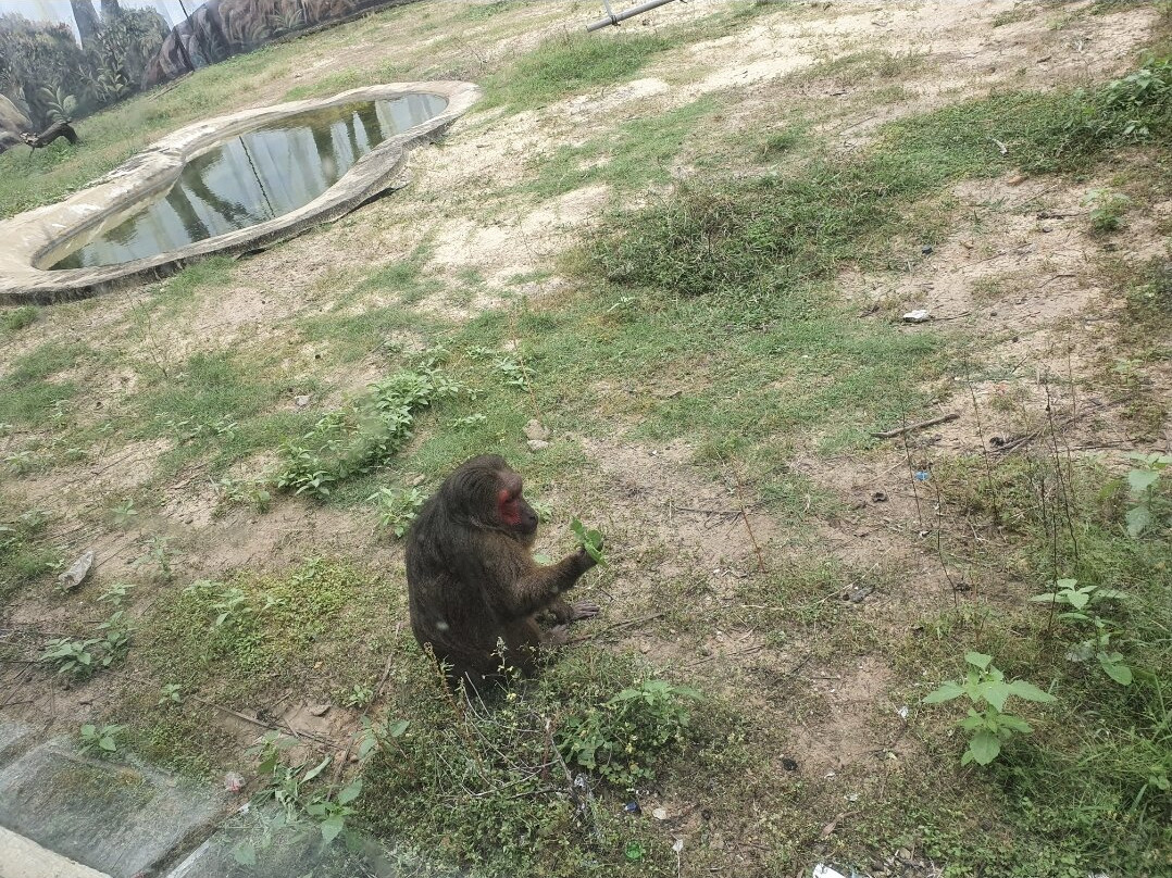 FLC Zoo Safari Park Quy Nhon景点图片