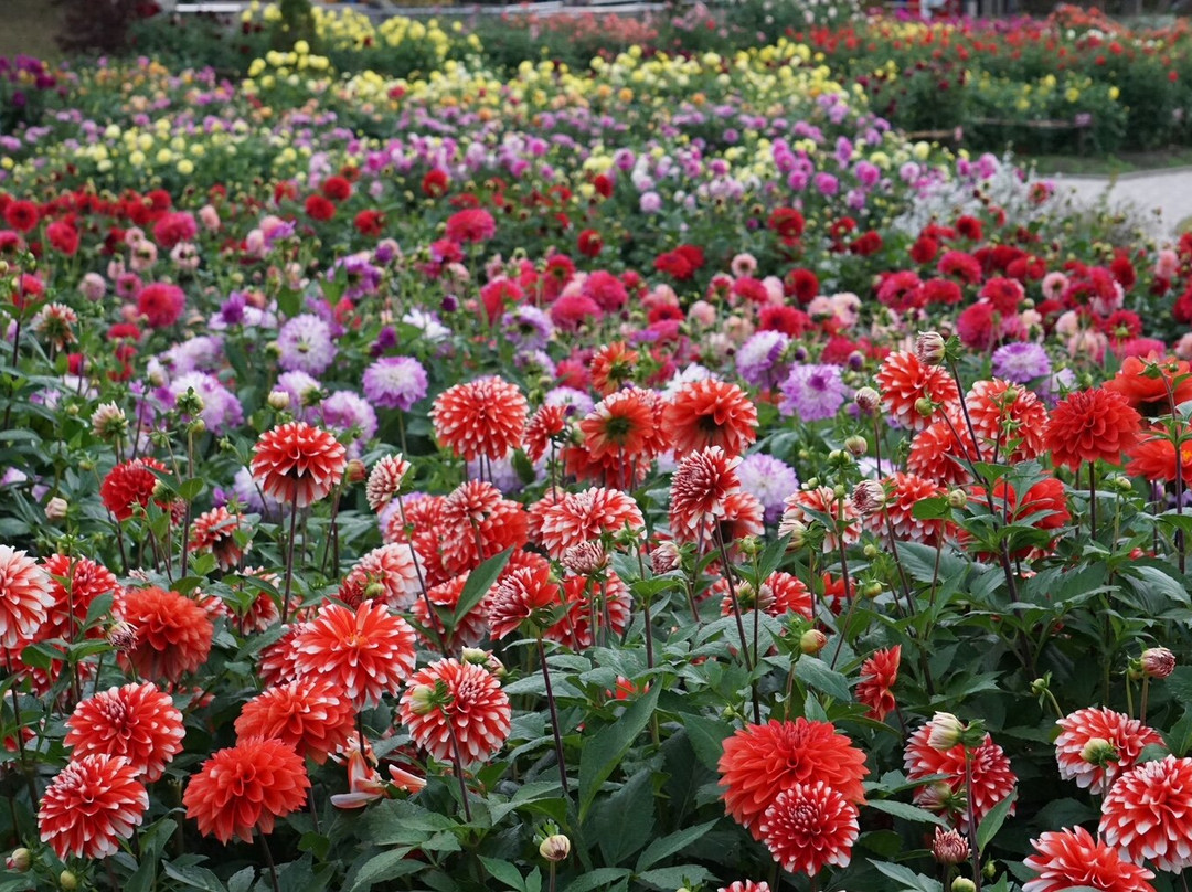 Yamagata Kawanishi Dariya Garden景点图片