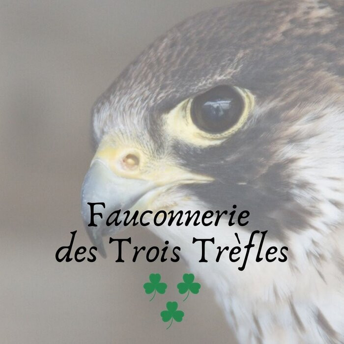 Fauconnerie des Trois Trefles景点图片