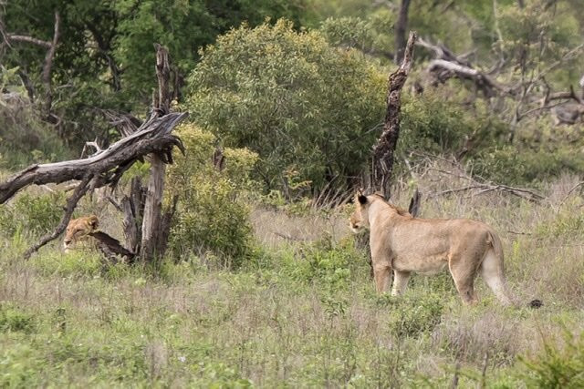 African Flame Safaris-霍德斯普鲁特必去景点