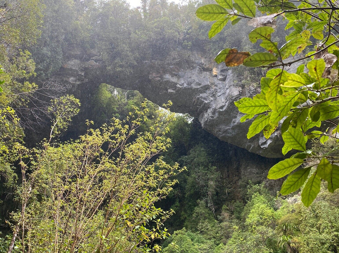 Oparara Basin Walking Tracks景点图片