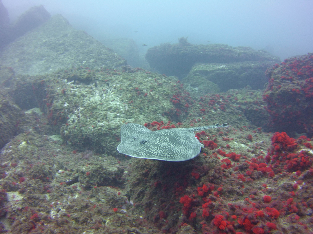 Qmann Diving-Altares必去景点