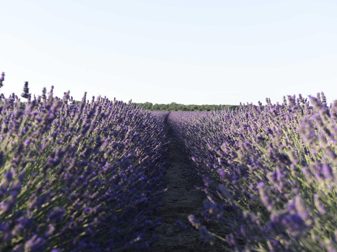 Lavanda Polesana-Porto Tolle必去景点