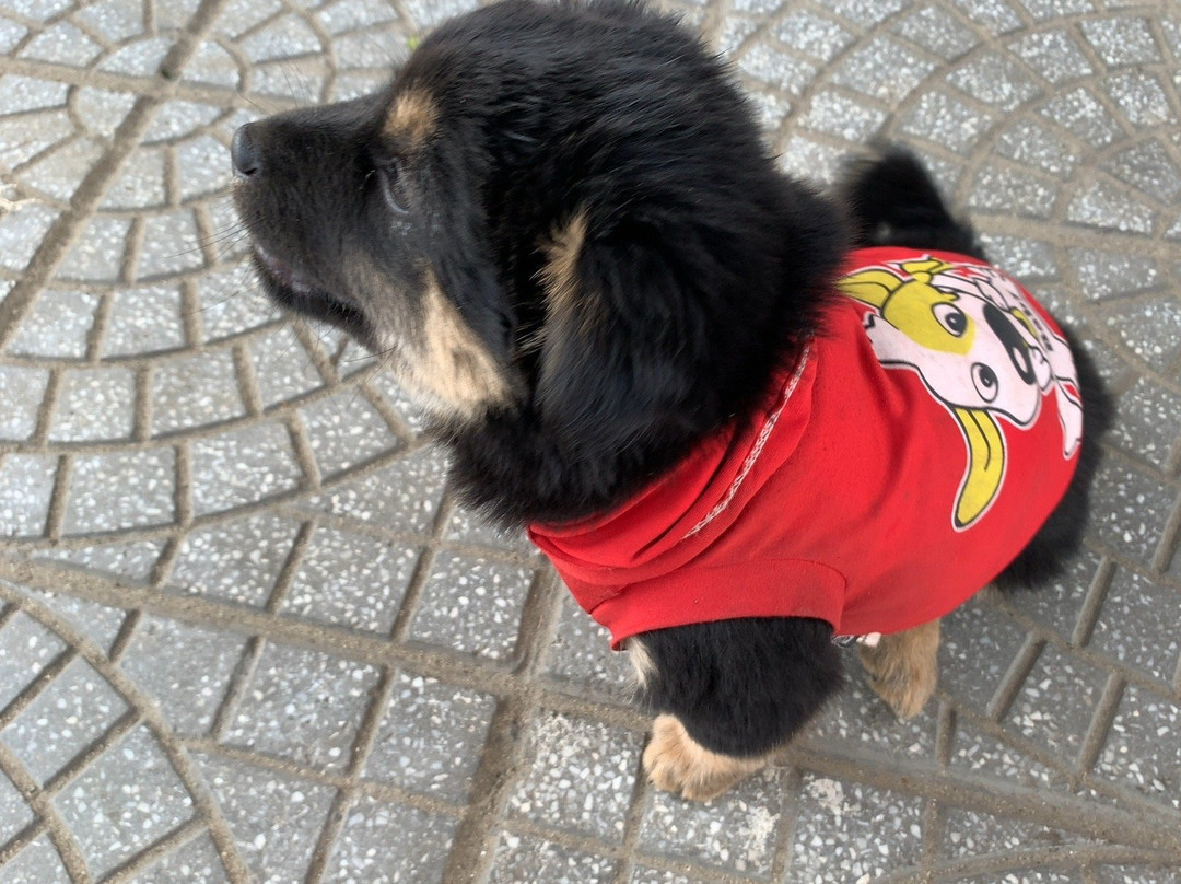 Hoa Khanh Market-岘港必去景点