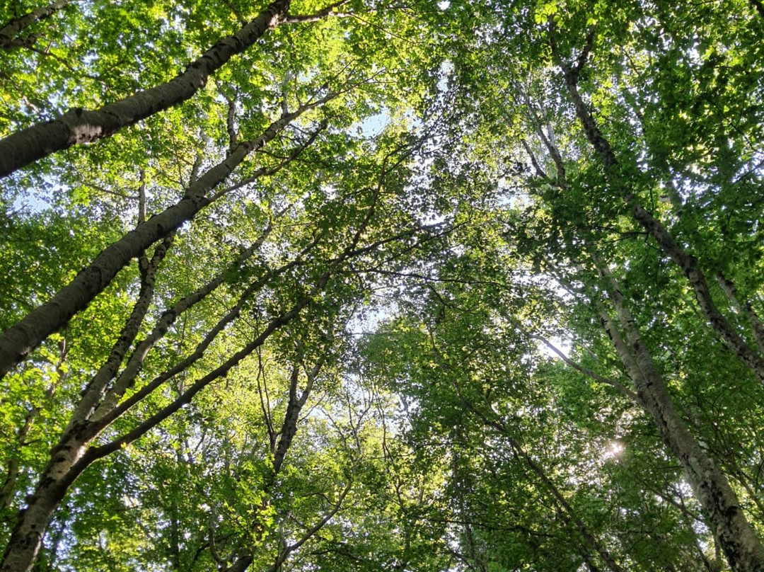 Gambarie d'Aspromonte - Day Tours-Santo Stefano in Aspromonte必去景点