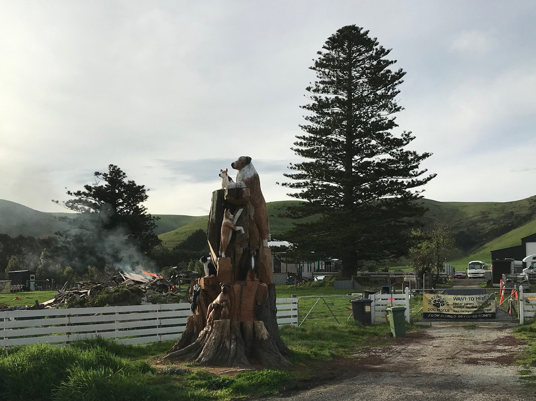 Toora Dog Tree-Toora必去景点