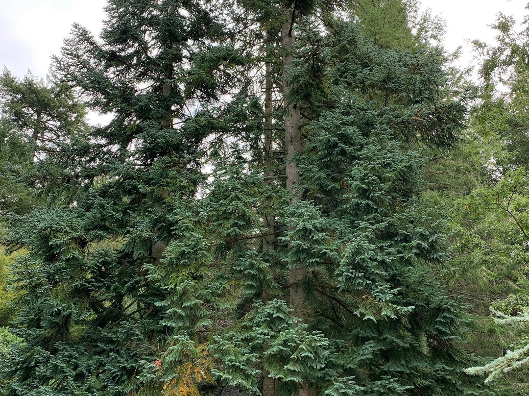 Rhinefield Ornamental Drive景点图片