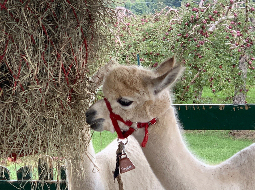 Verger Champetre - Gite & Compagnie-Granby必去景点