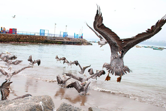 Lima Highlights Travel & Tours-利马必去景点