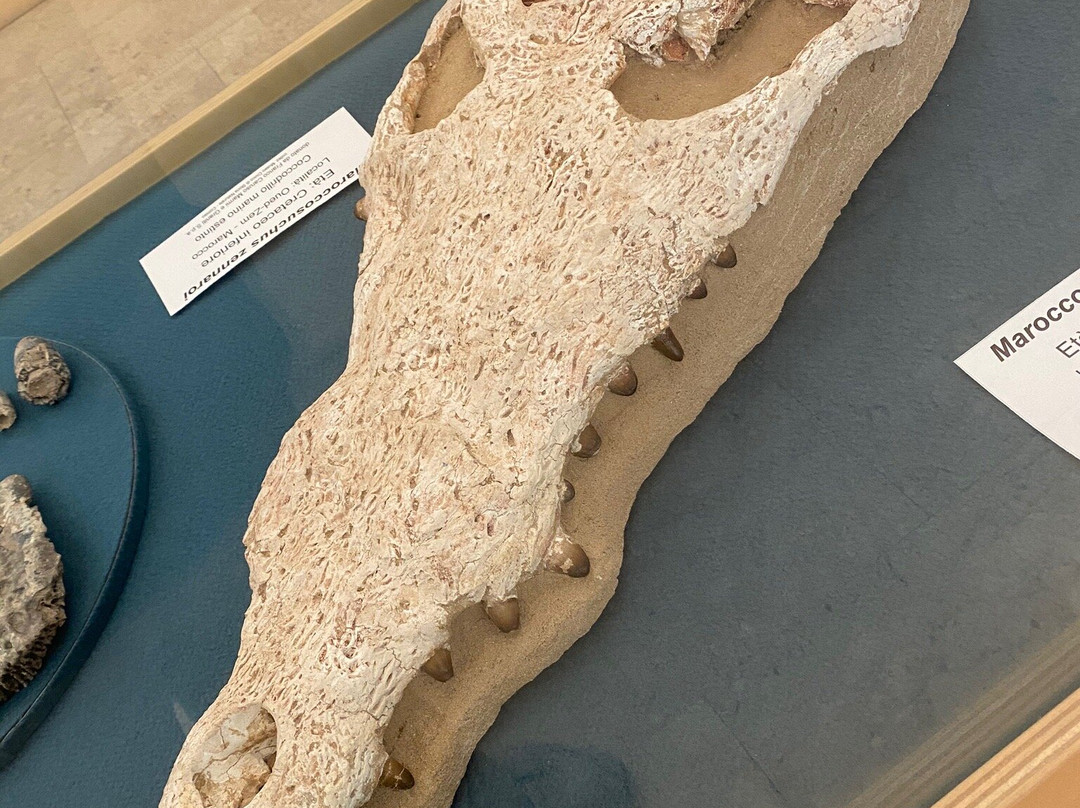 Museo Civico di Storia Naturale景点图片
