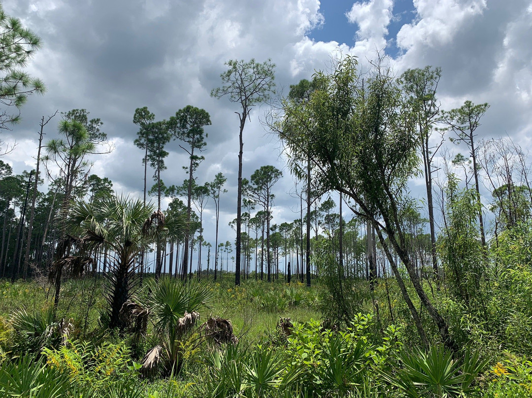 Tosohatchee State Reserve-Christmas必去景点