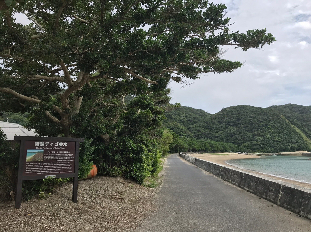 Shodon Deigo Trees景点图片