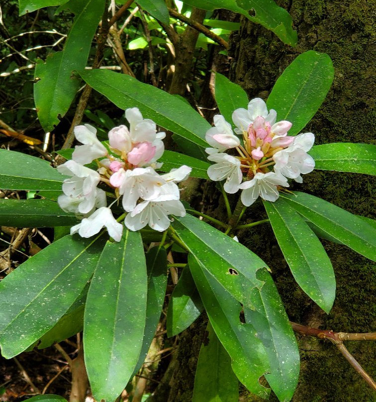 Piney Knob Trail System景点图片