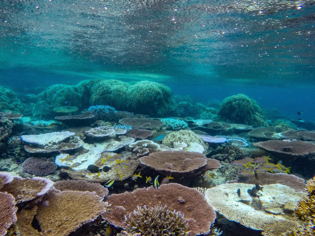 Samoa Dive & Snorkel-阿皮亚必去景点