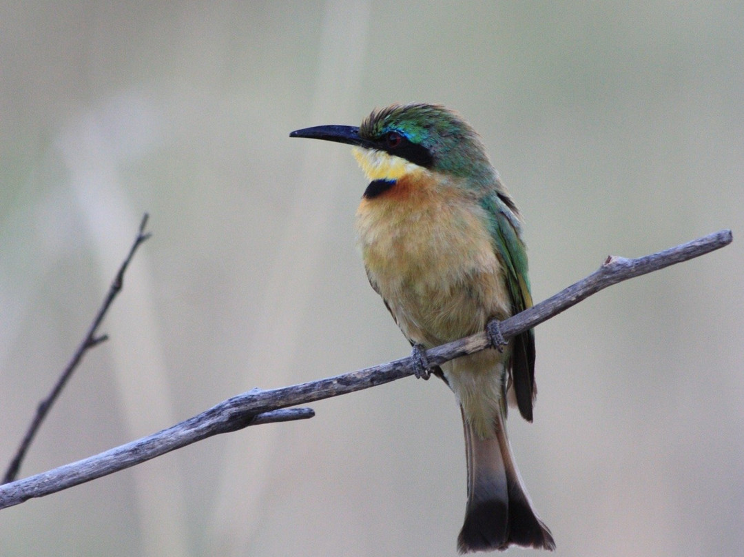 Honeyguide Ranger Camp-Entabeni Game Reserve必去景点