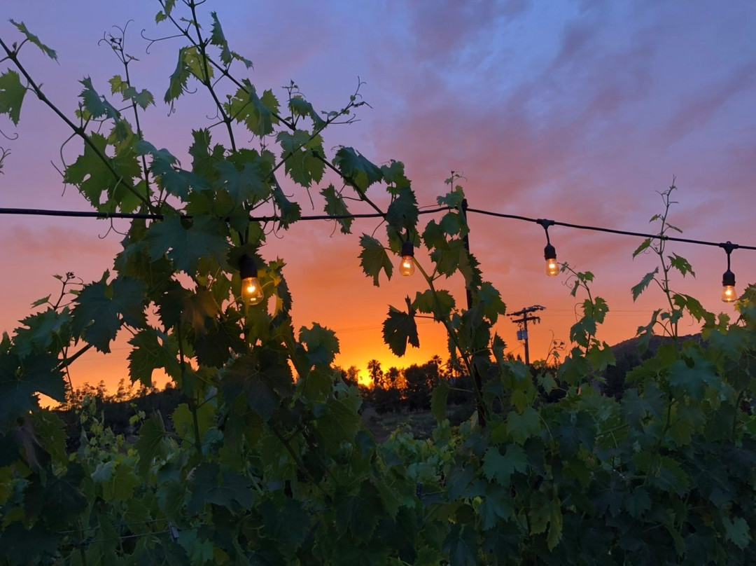 Vineyard Grant James景点图片