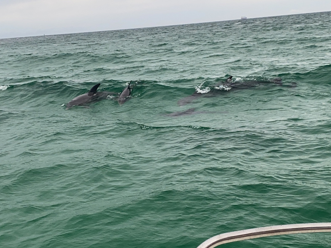 Coastal Wildlife Adventures - Dolphin And Snorkeling Tours景点图片