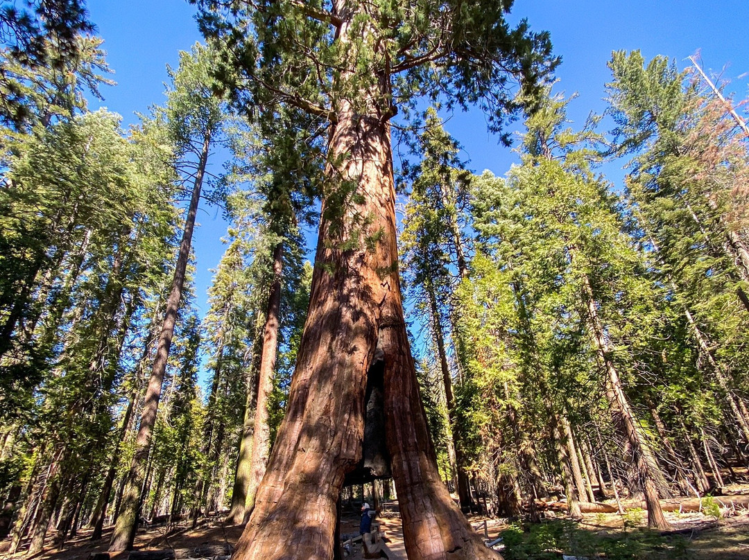 California Tunnel Tree-优胜美地国家公园必去景点
