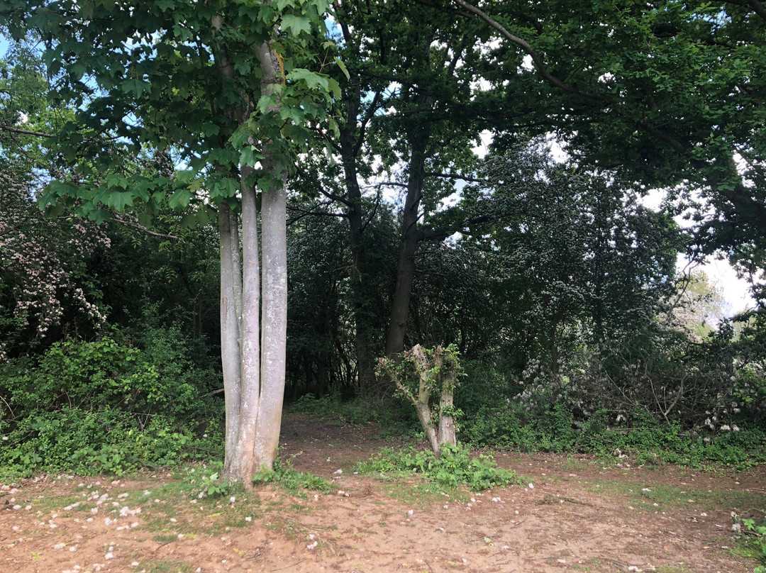 Paxton Pits Nature Reserve景点图片